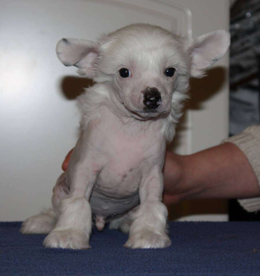 Viuvaun Damn I Wish I Was Your Lover