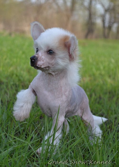 Grand Show Bacardi Secret Elixir