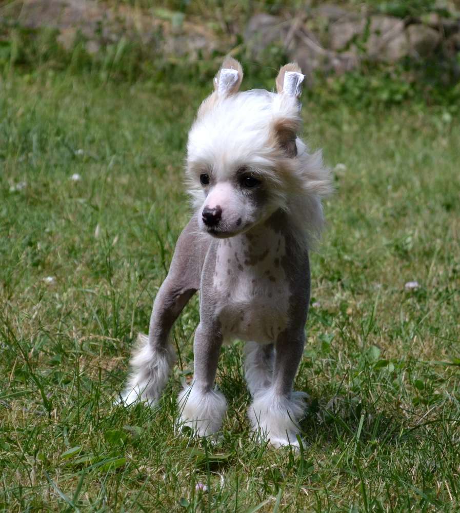 Crazy Little Diamond Bilbo