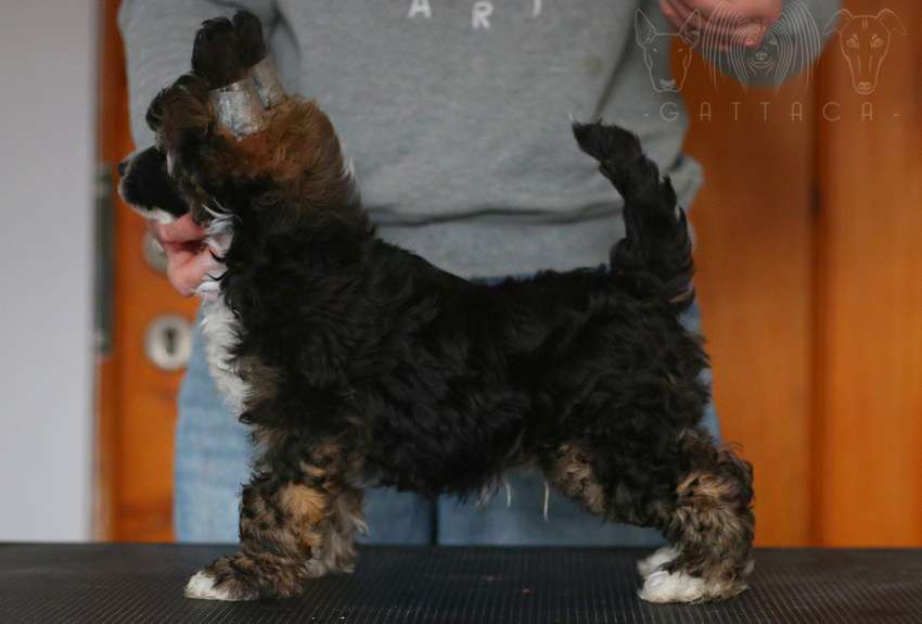 Raspberry Tonic Gattaca