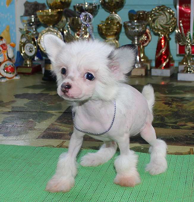 Angel O Check Alenyshka