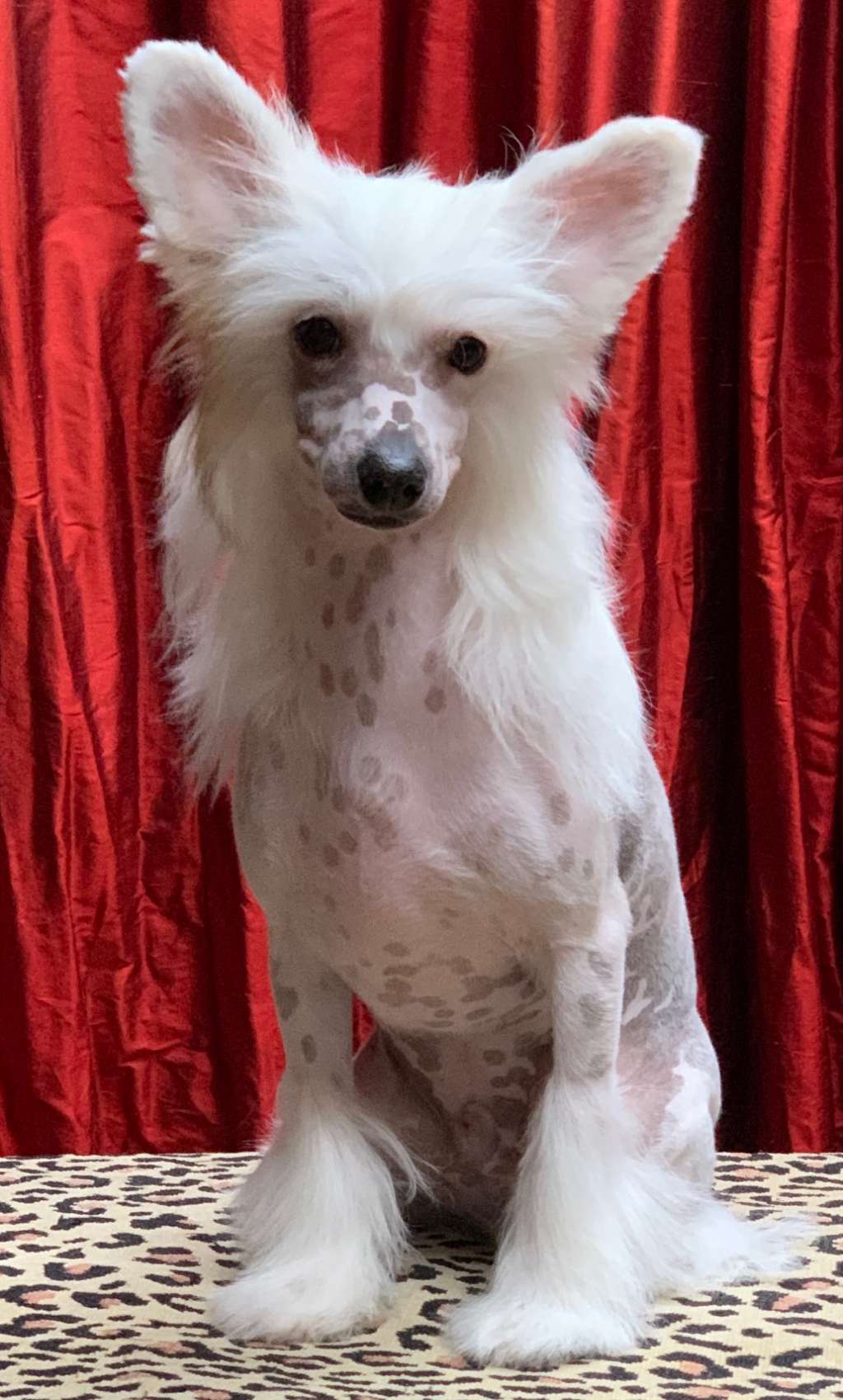 The Lion Lady's Serengeti Kudu