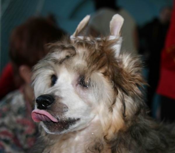 Alfa Laval Dream World