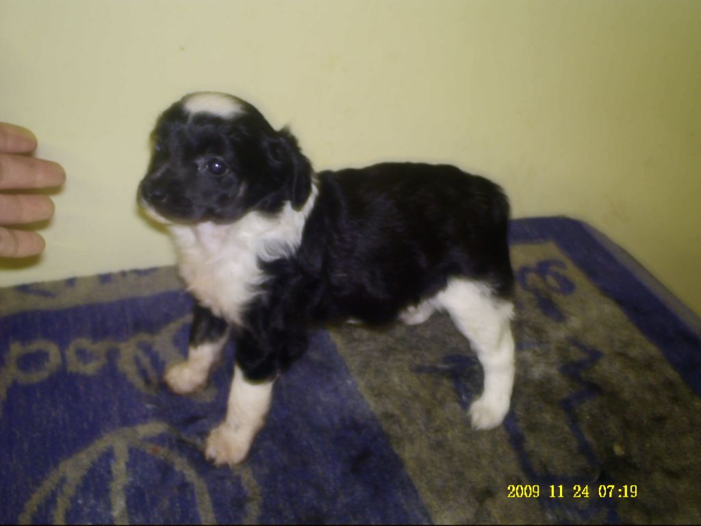 zerachiel jack lightning