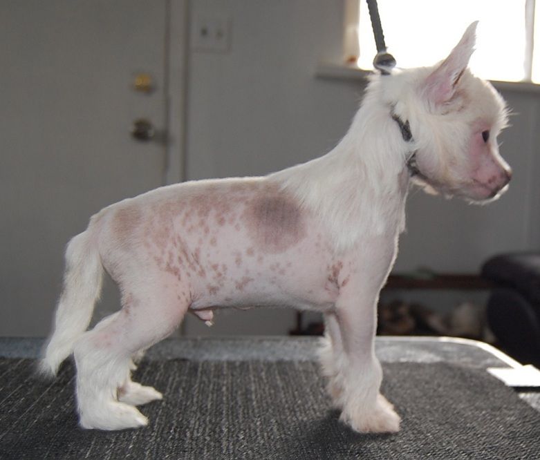 Crestyle Fool Me Twice HL