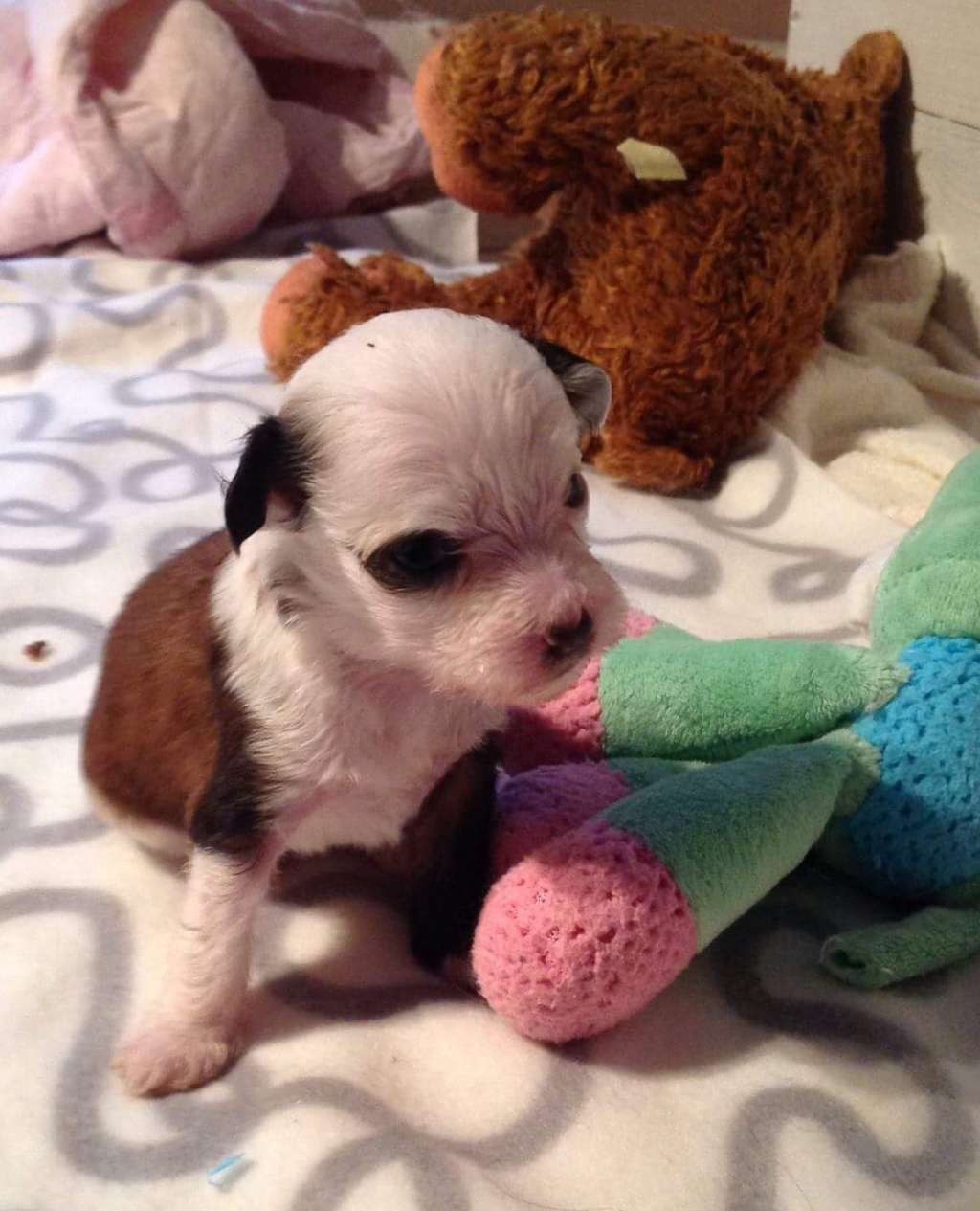 Chien Feerique's I'm A Surviver