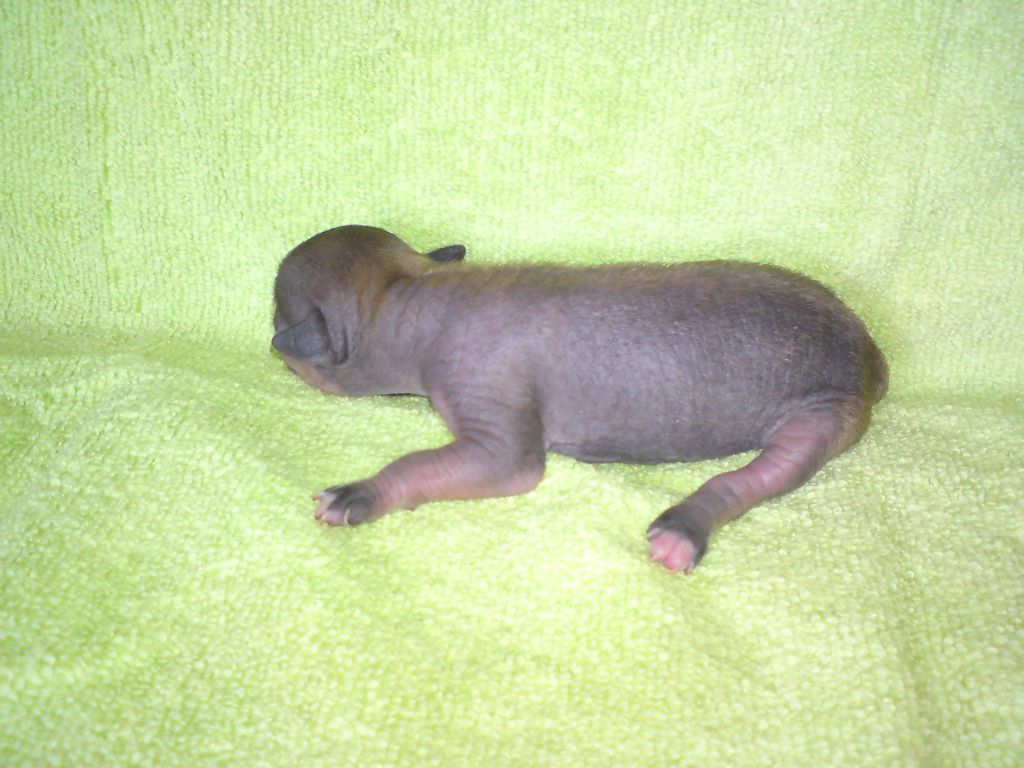 Jeannie Red Rose von Hellmundin