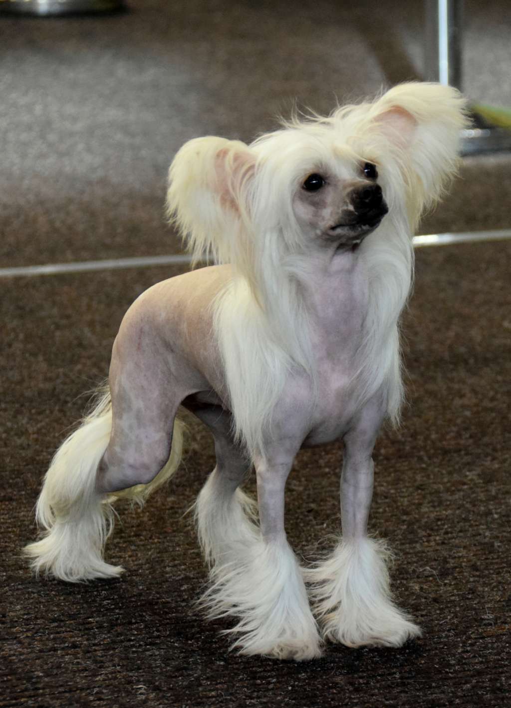 Amytis Alcisthene vom Tornitzer Moor