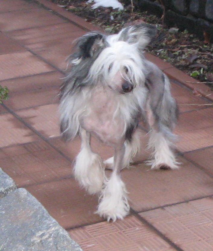 Fantastik Kashmir Gari Poter