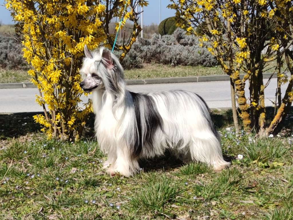 Heartbreaker Laminacka