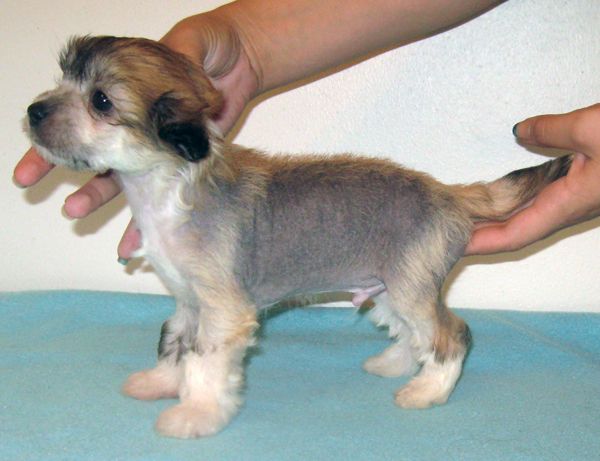 Kuminaaman Jungle Boy