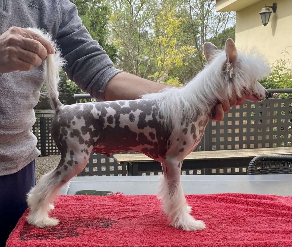 Chic to Chic Martini Fiero