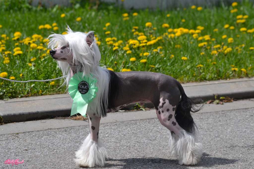 Bambino Lee Pretty Sweet