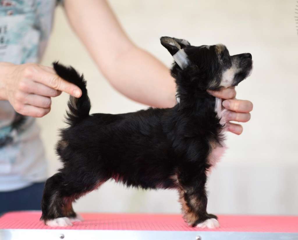 Centurion iz Sozvezdiya Khana