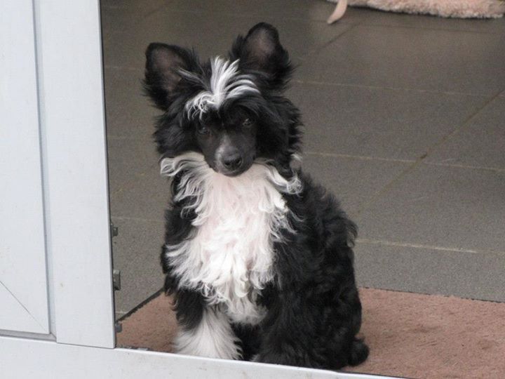 Nymphe Noir Top Model De Rama