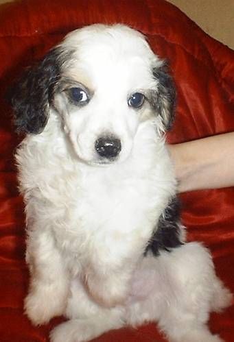 Sharman Zorro The Pirat