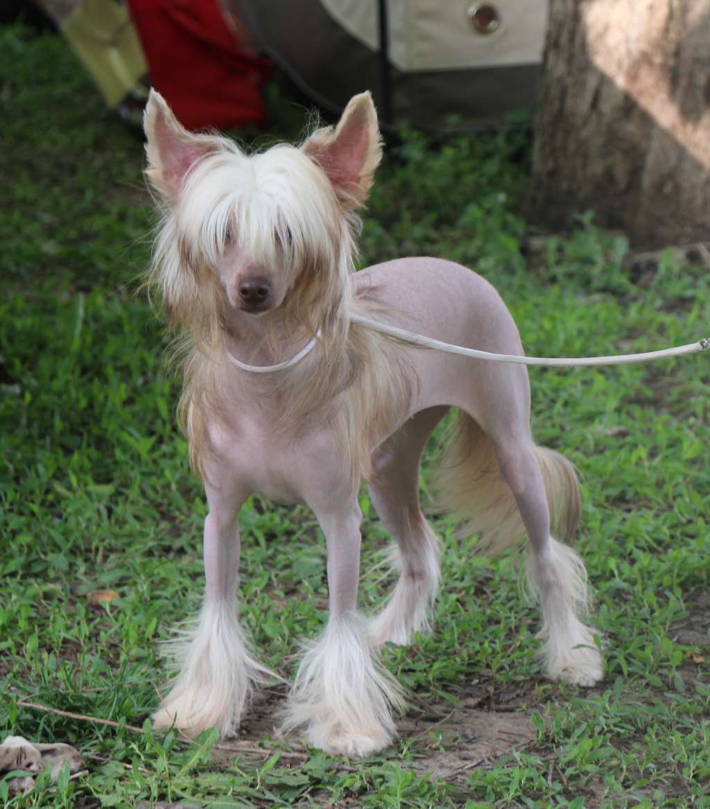 Millenium Pride Esenia