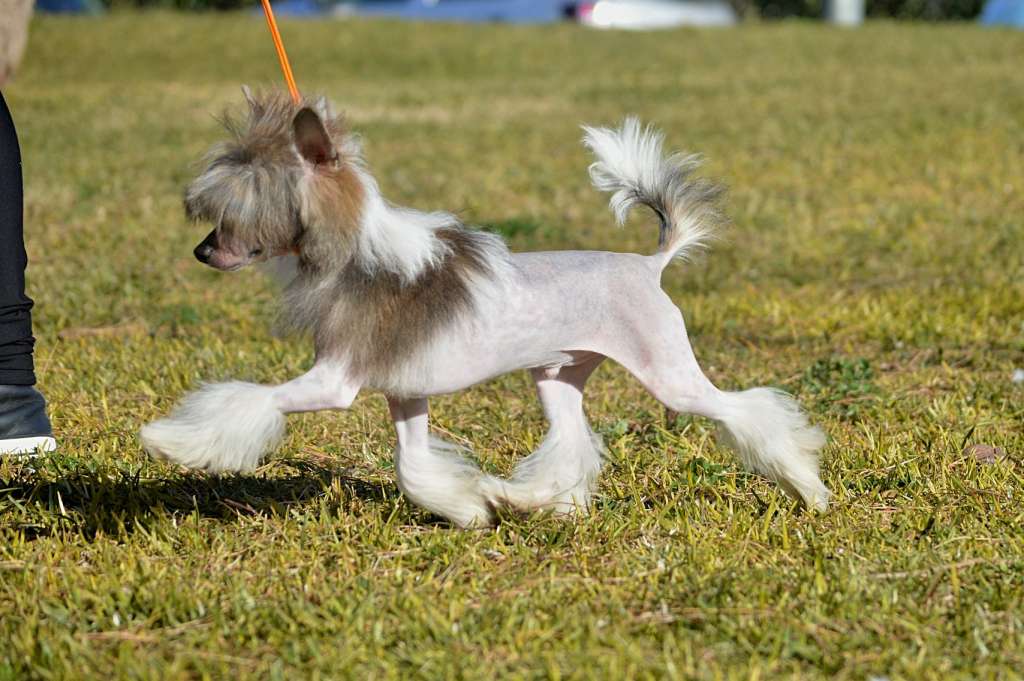 Hell Cowboys Back To The Future