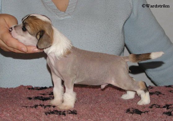 Twice as Nice Helldorado