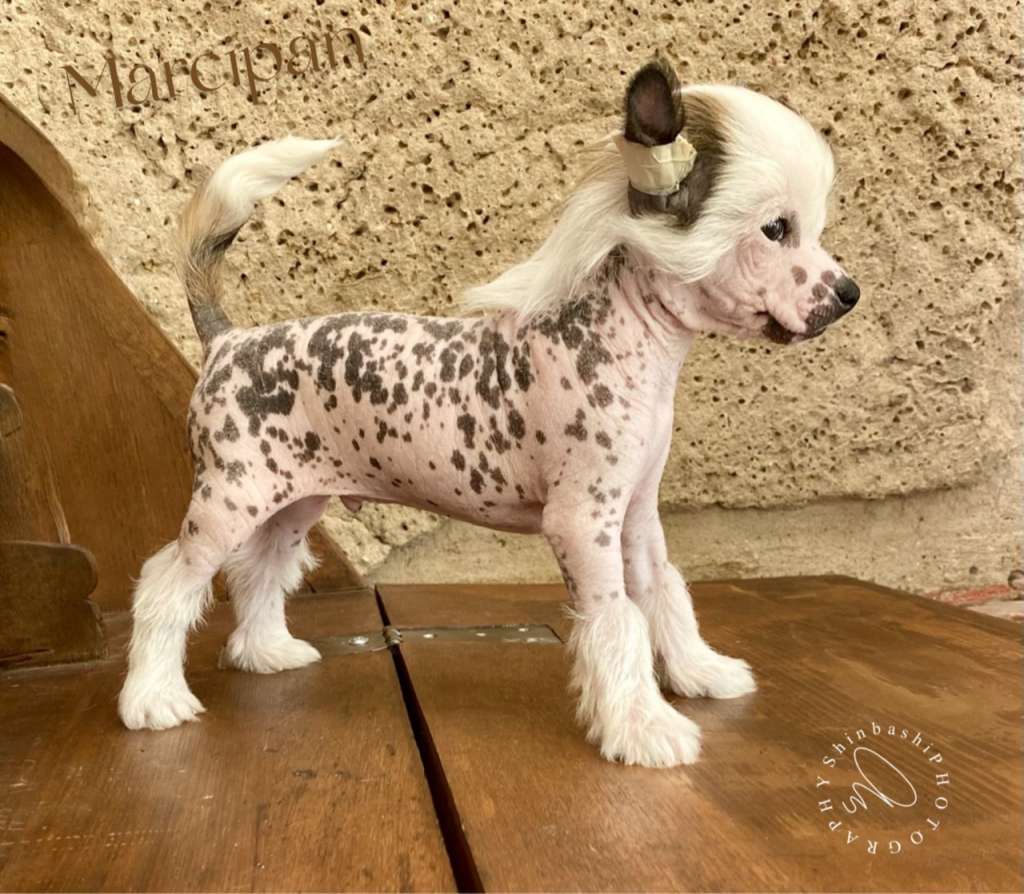 Marcipan von Shinbashi