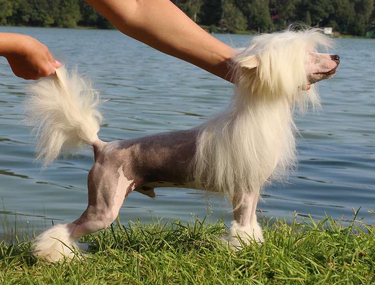 Angel O' Check Damask