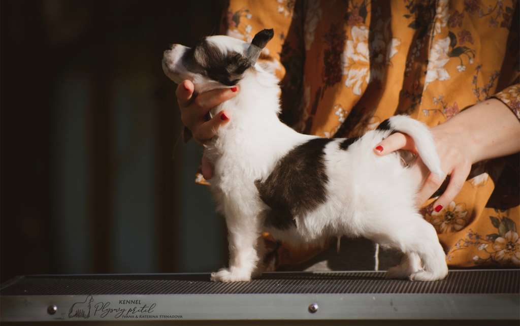 Little Ranger Danger Plysovy pritel