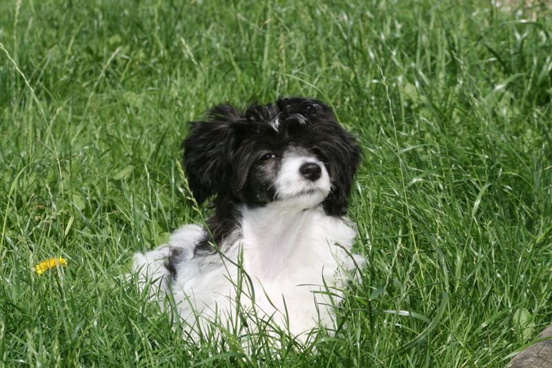 Lalique of Charley's Generation