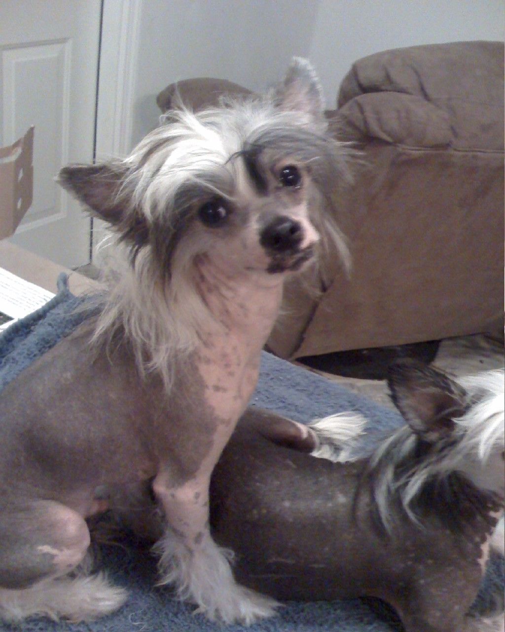 Get Back Jojo By Jove