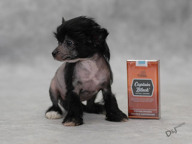 Ksolo Club Taste Of Win