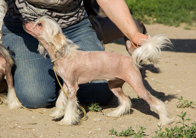 Arabea Angels Nimphadora