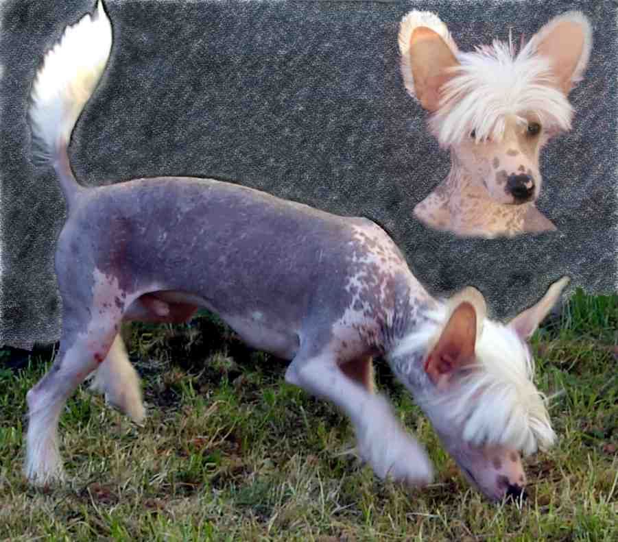 Toni Morris Caricias