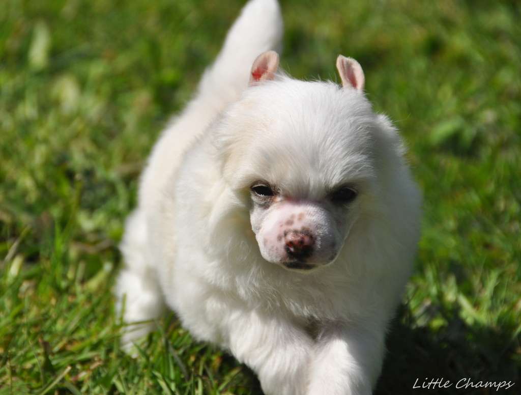 Panettone Little Champs