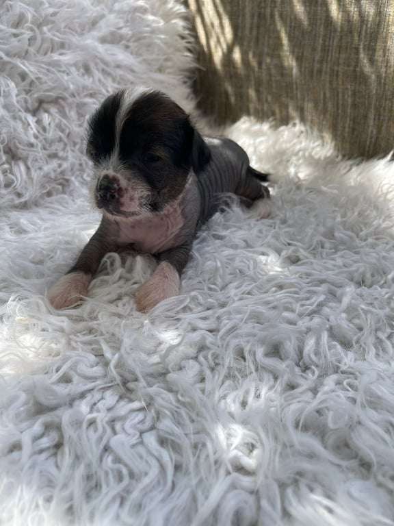 Horse De Tropic Land