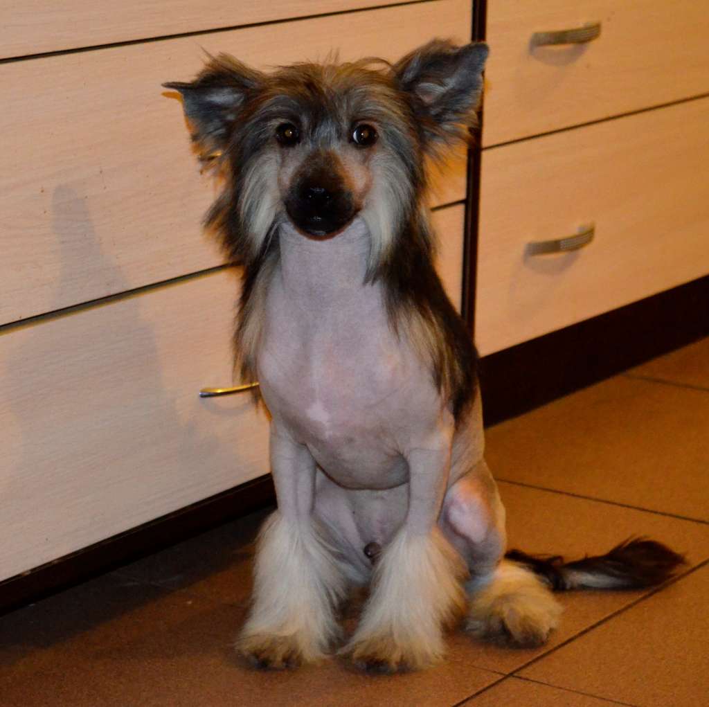 Glenlife Zlatan Ibrahimovic