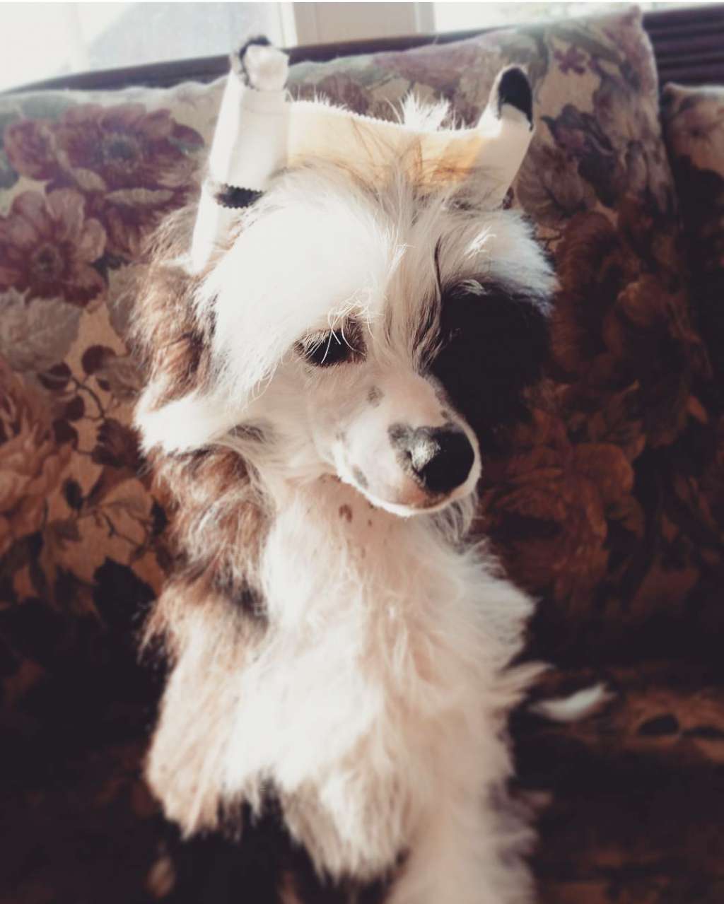 Denali's Paul Stanley