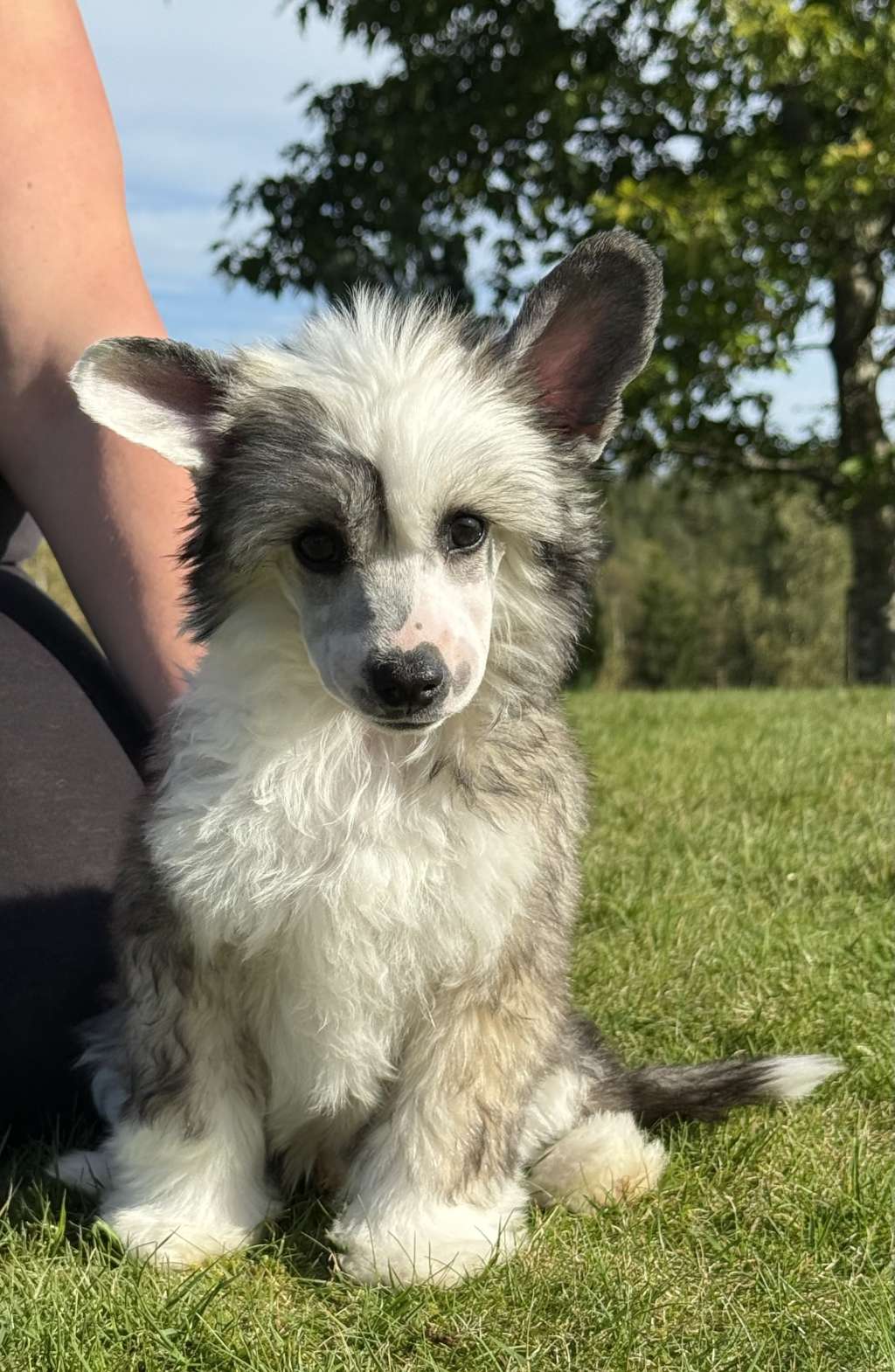 Nomilas Vance Delicious