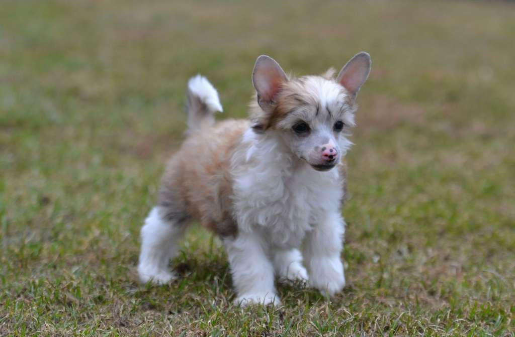 My Dream Akwen Jemalle