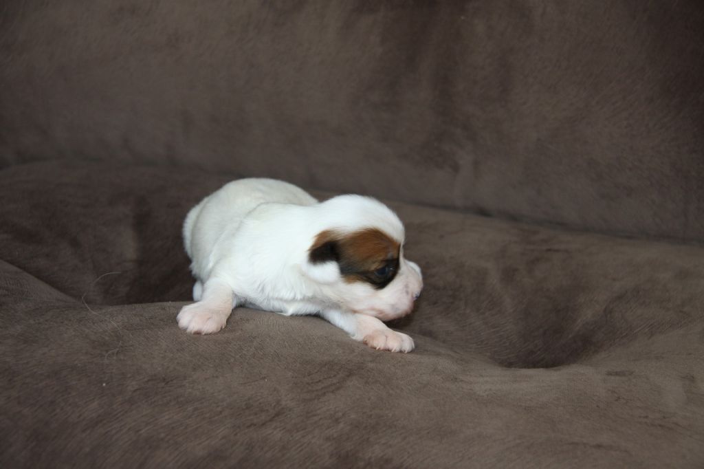 Zheneva-Debjut Wi-Fi