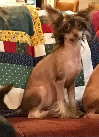 Raven's Olly Olly Oxen Free