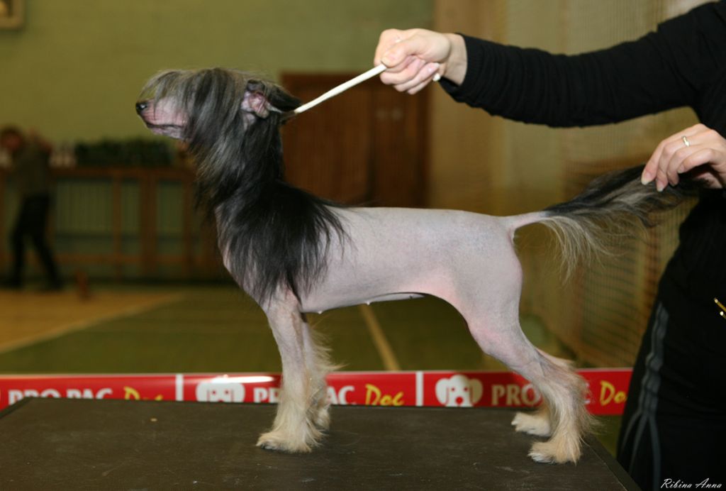 Vivat Sanraiz Bon Ami