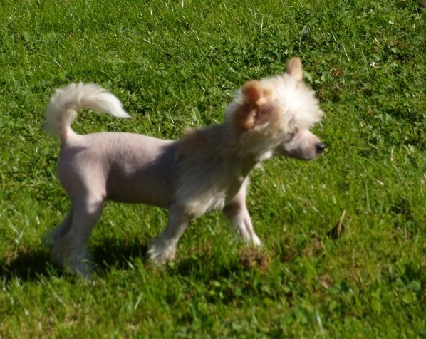 Treasure Guardians Ice Cream