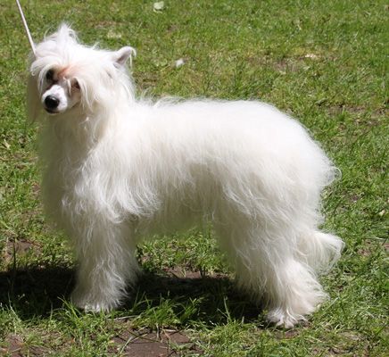 Taï Mandchou's French Style