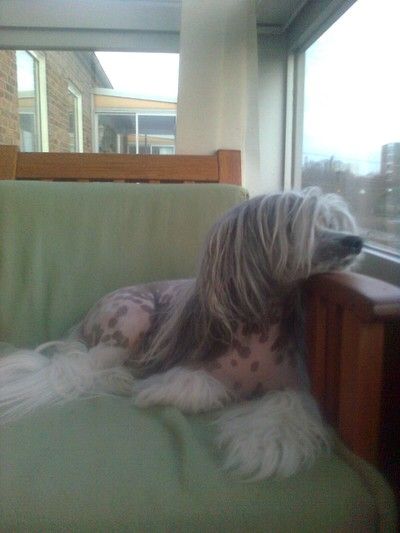 Zödra Gremlins Elliot