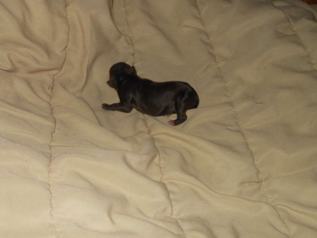 Charuyuschiy Soblazn K...