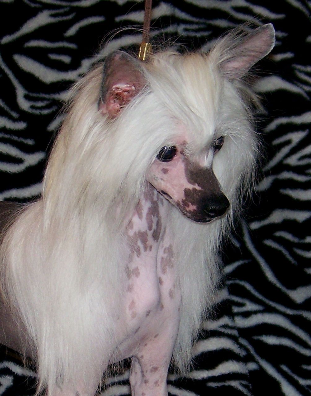 Trinity's Crystal Blue Persuasion