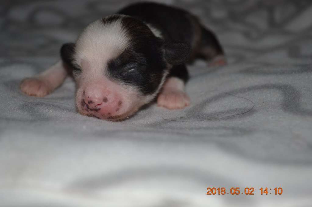 Nightstorms Dancing Diza