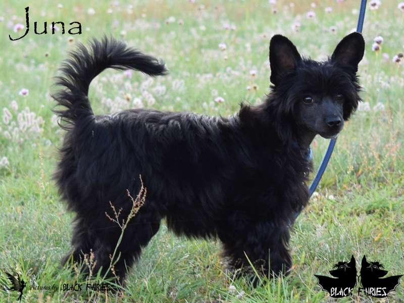 FineFire Juna from BlackFairies