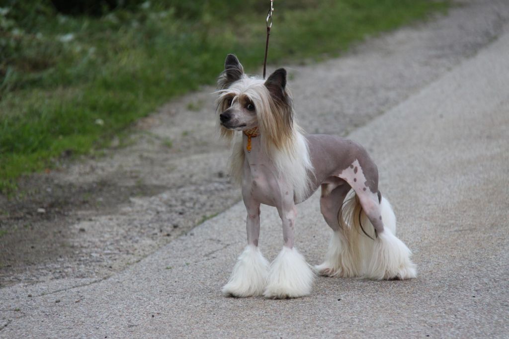 Alegro Assai Princes de la Roses