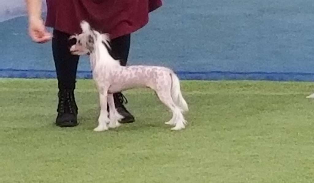 Nu Poil's Expectable Bali