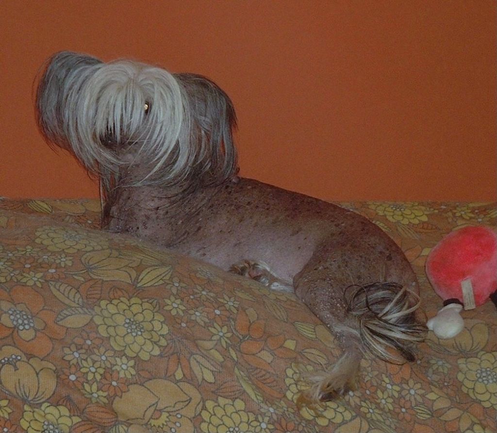 Yorcrechi's Apple Dumpling